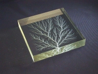 Light Dendritic