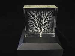 Edge Dendritic, Natural Light