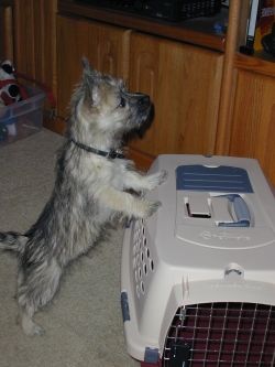 Raffie and Outgrown Crate