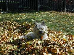 Raking Leaves