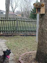 Sprinkles Sees Ms. Squirrel!